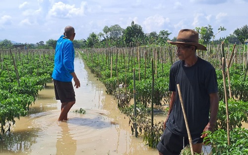 35 Hektare Lahan Cabai di Desa Kanorejo Gagal Panen Akibat Banjir Bengawan Solo